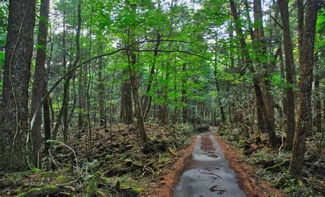  Aokigahara:  The Mysterious Forest Where Whispers Dwell and Souls Find Solace?